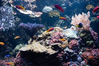 aquarium in blackpool