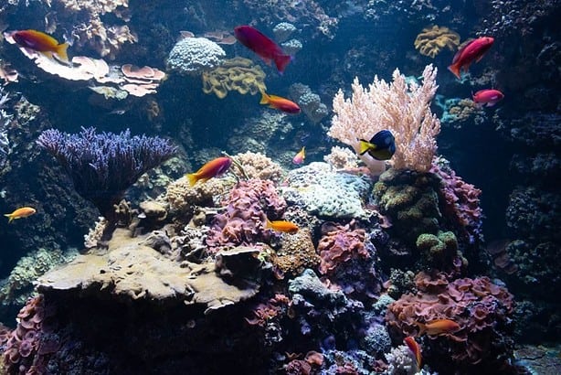 aquarium in blackpool