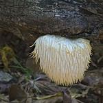 Lion's mane mushroom