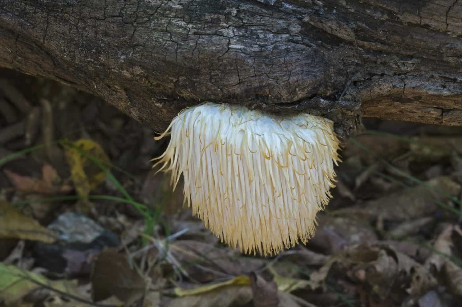 Lion's mane mushroom
