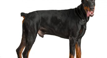 Brown Doberman Puppy Guide: Caring Tips, Unique Traits, and Training Techniques