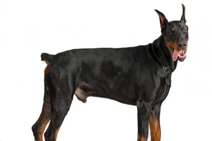 doberman isolated white