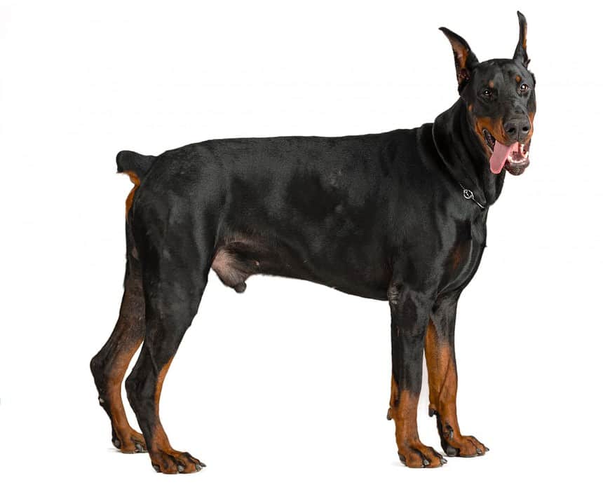 doberman isolated white