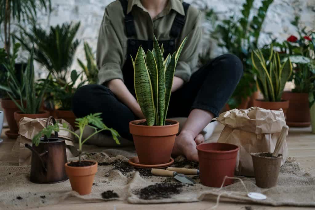 How to Take Care of Tropical Plants: 10 Tips 5 Take Care of Tropical Plants