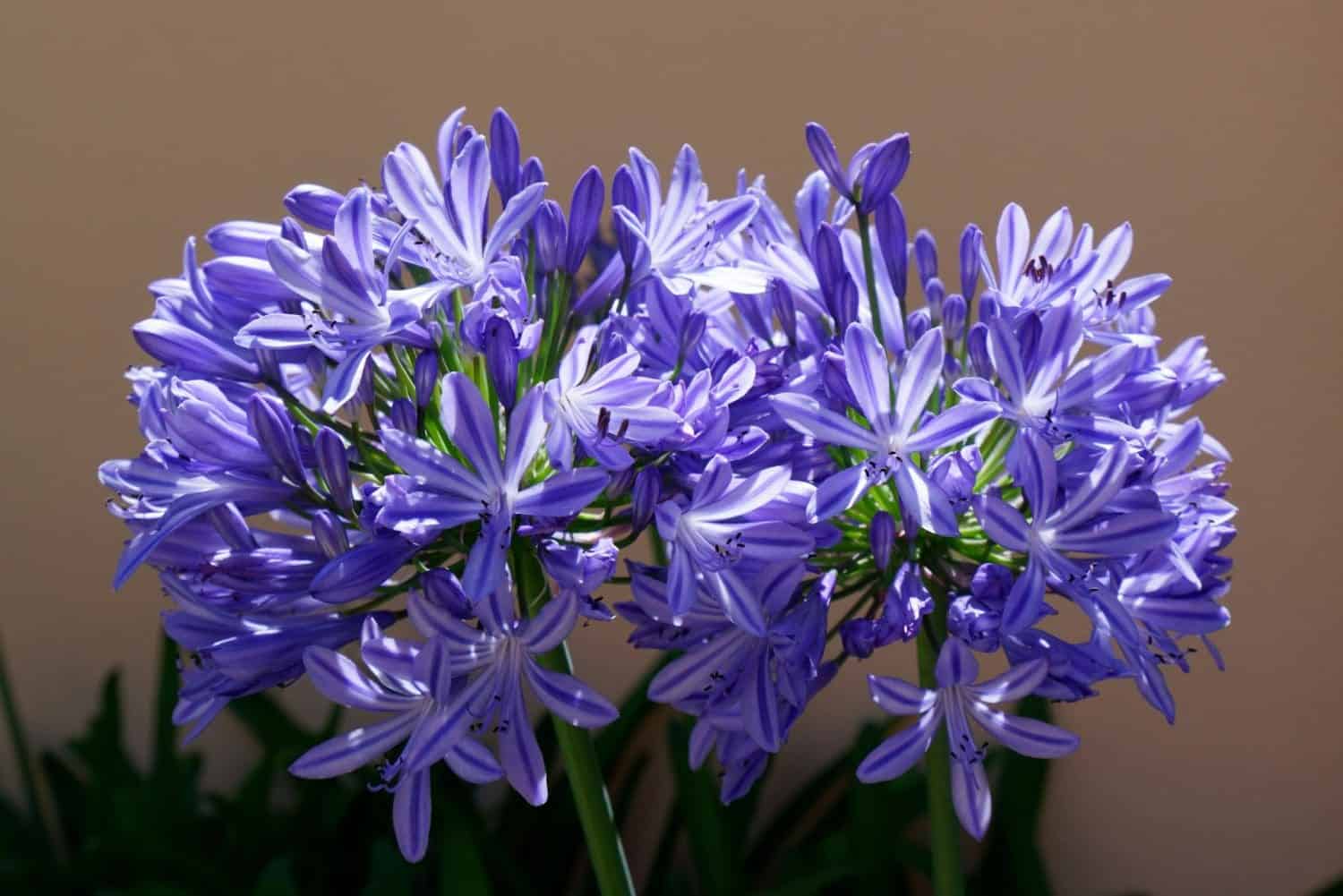 when do agapanthus flower