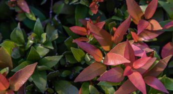 Pruning Red Robin During Flowering: What You Need to Know