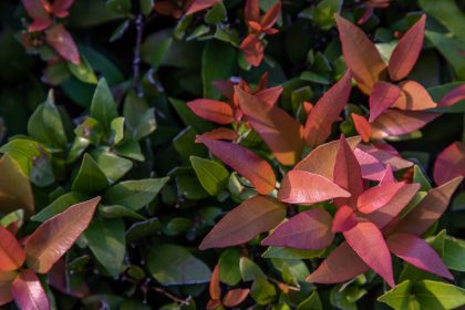 Photinia Red Robin