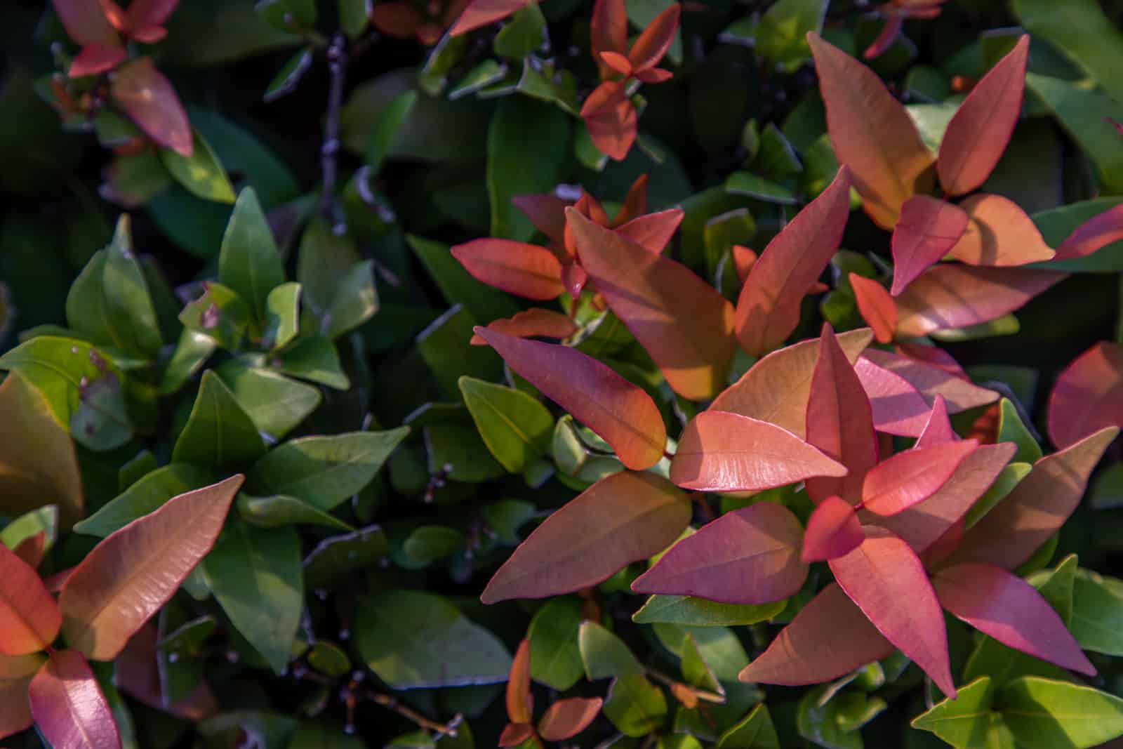 Photinia Red Robin