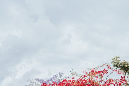 free photo of view of bougainvillea growing on a roof of a restaurant building on a greek island