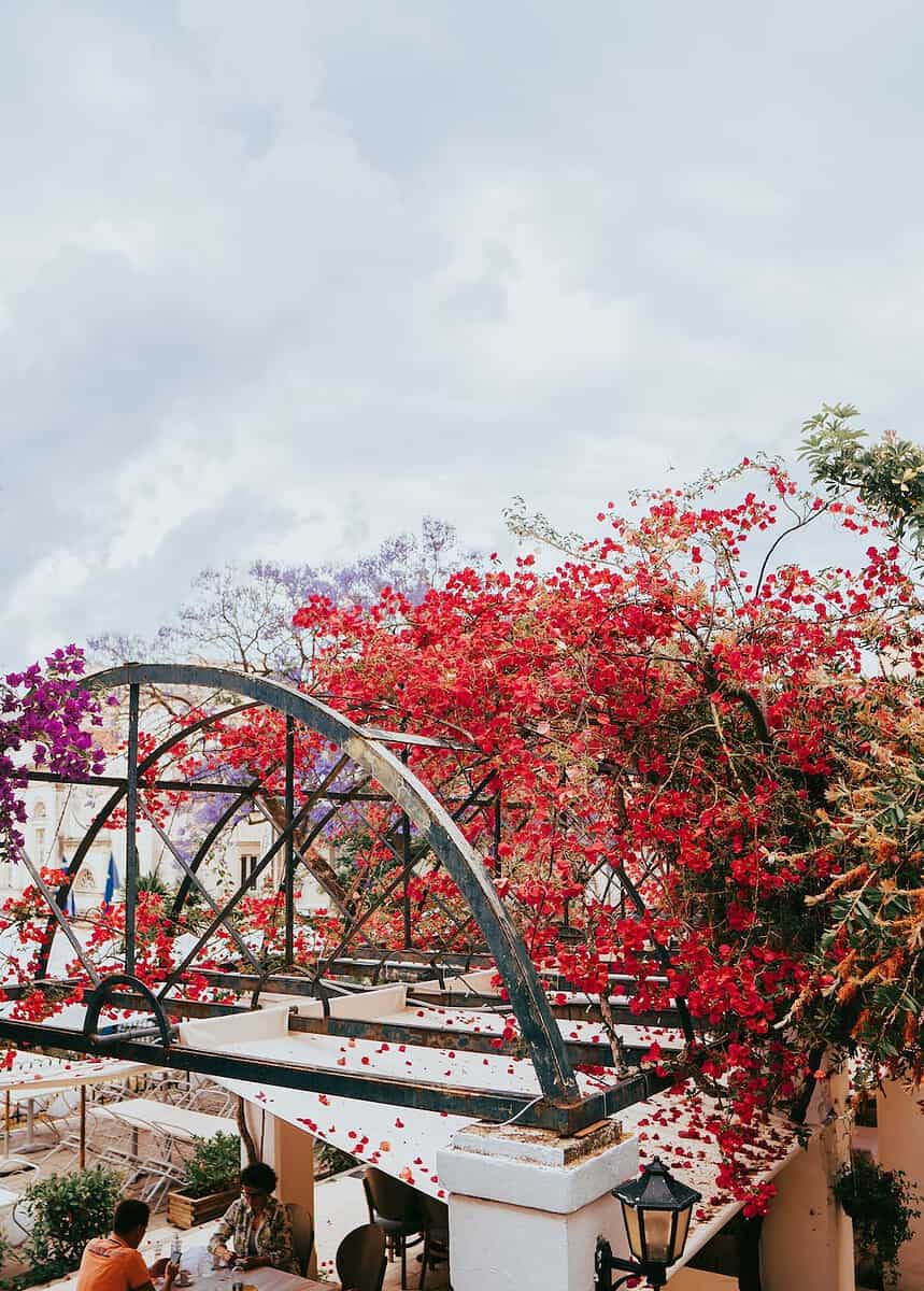 free photo of view of bougainvillea growing on a roof of a restaurant building on a greek island