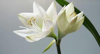 A Comprehensive Manual for Post-Flowering Lily Care