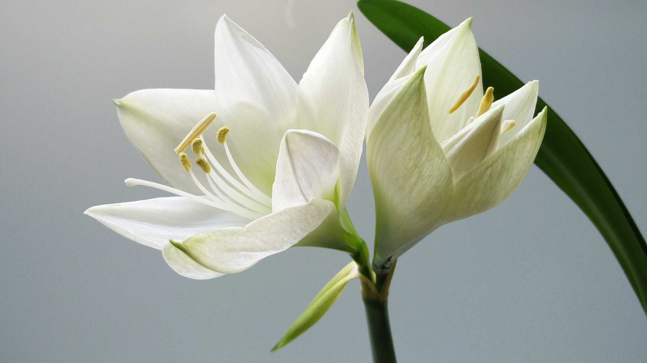 A Comprehensive Manual for Post-Flowering Lily Care