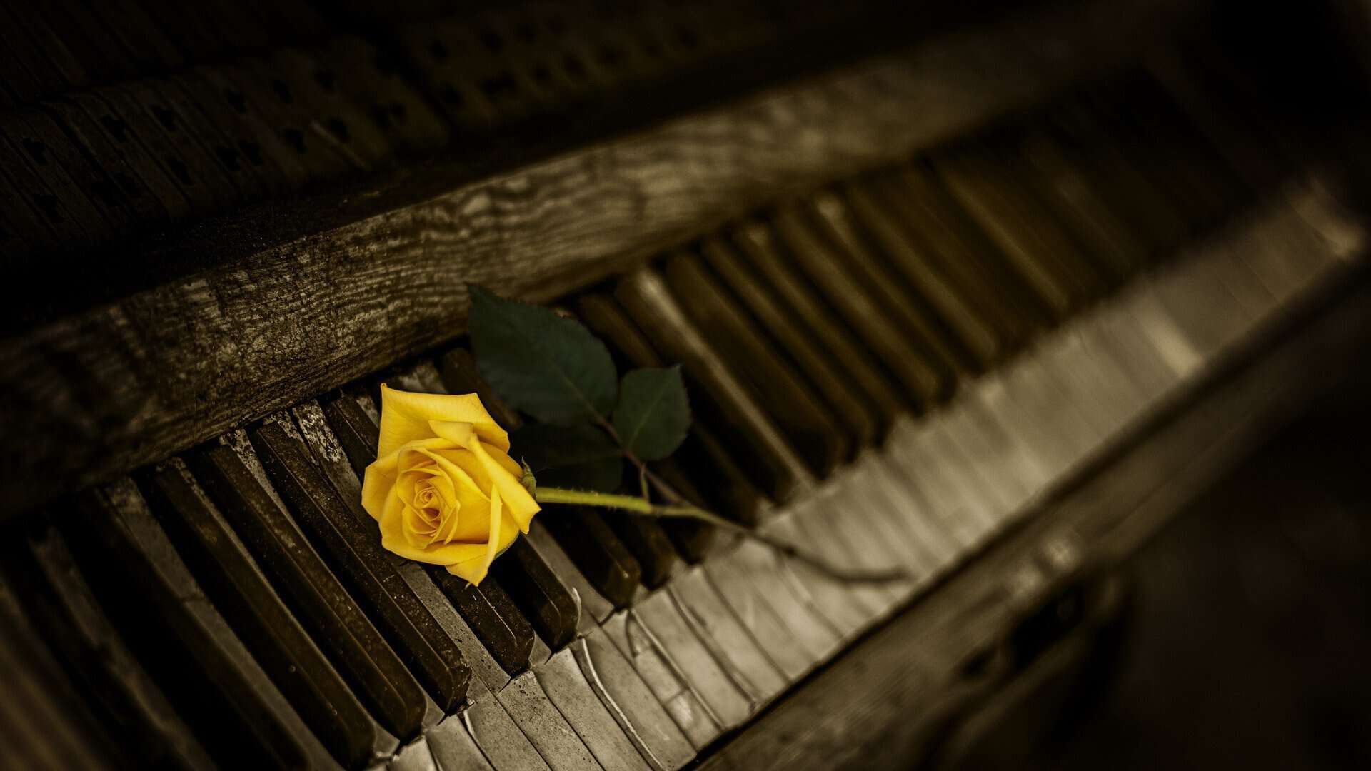 photo by MartyNZ from Pixabay